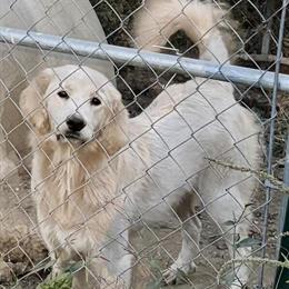Great Pyrenees/Goldendoodle Mix - 11 Months Old in Waco, ky