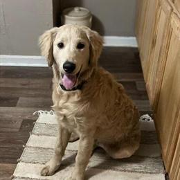 3 Year Old Male Goldendoodle Looking for a Loving Home in Waco, ky
