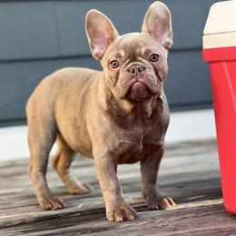 Female French Bulldog Available in Richmond, va