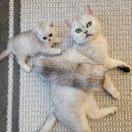 Scottish Fold and Straight Kittens Available Now in Commerce City, co