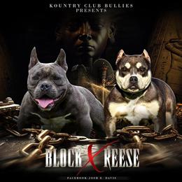 Male American Bully for Adoption in Columbia, sc