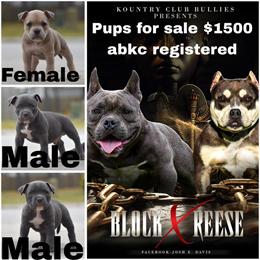 American Bullies for Sale in Columbia, sc