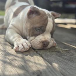 American Bully Male for Sale in Columbus, oh
