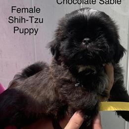 Shih Tzu Puppies Ready for Their Forever Home in Shirley, ny