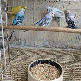 Budgerigar English Parakeet for Adoption in Miami, fl