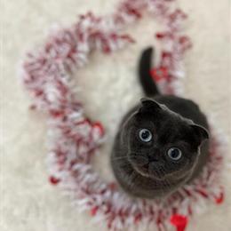 Luxury Kittens from Registered Cattery with 20 Years Experience in Grand Rapids, mi