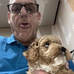 Miniature Golden Doodle Puppy Available in Concord, nc