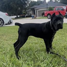 Cane Corso Female Puppy Available in Lakeland, fl