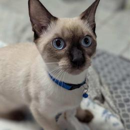 Purebred Siamese Cats and Kittens for Sale in DeLand, fl