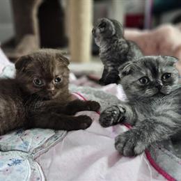 Scottish Fold Kittens from Premium Luxury Breeder in Grand Rapids, mi