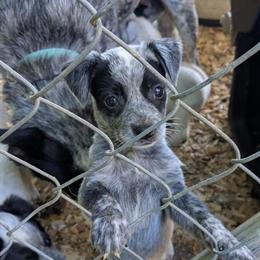 Australian Cattle Dog Puppies Ready for New Homes in Abingdon, va