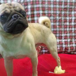 Pug Bubbles - Playful and Kid-Friendly Companion Available Now! in Paterson, nj