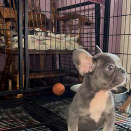 French Bulldog Puppies Available in Miami in Miami, fl