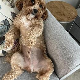 French Bulldog Fluffy Stud Service in Miami, fl