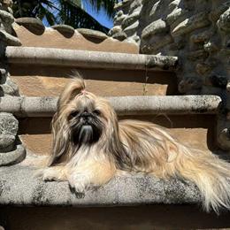 AKC Shih Tzu Puppies Available in Melbourne, fl