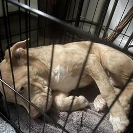 American Bully Puppy Milo for Rehoming in Savannah, ga