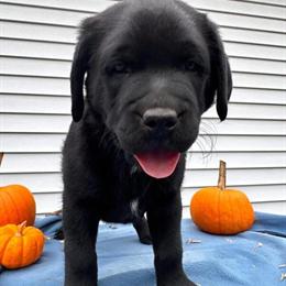 AKC Labrador Retriever Puppies Ready for Homes in Big Rapids, mi