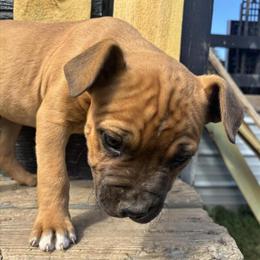 11 Week Old Male Pit Bull Available in Hillsdale, mi
