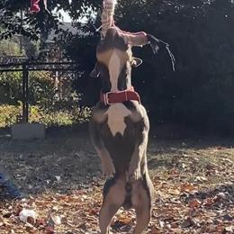 Male American Bully Available for Stud, 1 Year Old in Columbia, sc