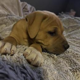 9 Week Old Male Pit Bull Available in Hillsdale, mi