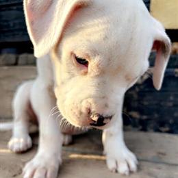 9 Week Old Female Pit Bull Available for Adoption in Hillsdale, mi