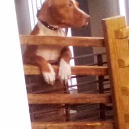 13 Week Old Female Puppy Looking for a Loving Home in Tampa, fl