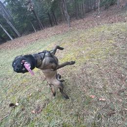 2-Year-Old Male Dog for Sale in Richmond, va