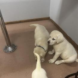White English Labrador Puppies Ready Now in Cambridge, mn