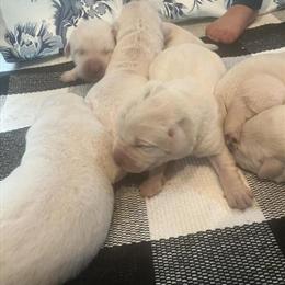 English Labrador Puppies Available in Cambridge, mn