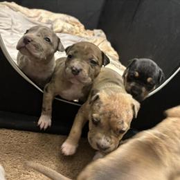 American Pocket Bullies Available for Rehoming in Huntingtown, md
