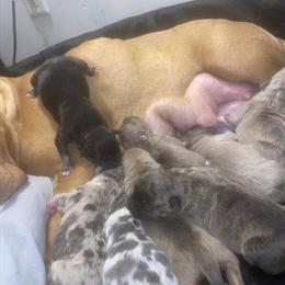 American Pocket Bullys Looking for Homes in Huntingtown, md