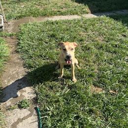 Two Female Puppies Need Loving Homes in Lansing, mi