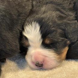 Bernese Mountain Dog Puppies Ready for New Homes on August 25th in McBain, mi