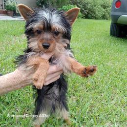 Male Yorkshire Terrier for Adoption in Winter Garden, fl