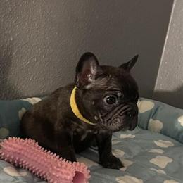 French Bulldog Puppies Available in Charlotte, nc