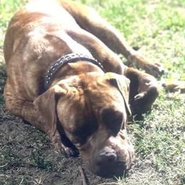 Presa Canario - Friendly and Good with Kids in Charlotte, nc