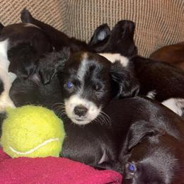 Chihuahua puppies seeking loving homes in Swartz Creek, mi