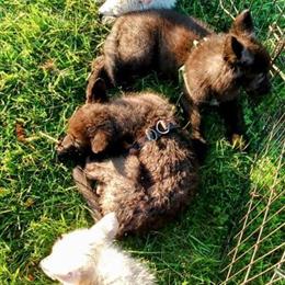 White Female Wolfdog Puppy Ready for Adoption in Indianapolis, in