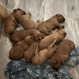 AKC Red Golden Retriever Puppy Ready for New Home in Lapeer, mi