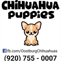 Chihuahua Mr. Socks - Stay Updated on Future Puppies in Oostburg, wi