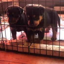 Rottweiler Puppy Ready for a New Home in Boston, ma