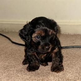 Yorkshire Terrier Puppies Ready for Adoption in Owings Mills, md
