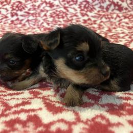 Teacup Yorkshire Terrier puppies for sale in Mansfield, oh