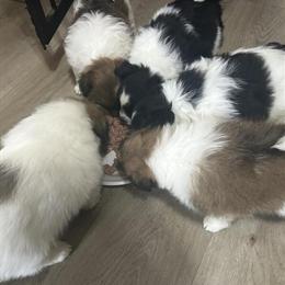 Pomeranian Puppies for Sale in Baltimore, md