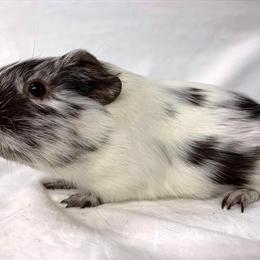 Guinea Pigs for Sale - Healthy and Pedigreed in Kansas City, ks