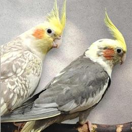 Cockatiels for Adoption in Kansas City, ks