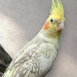 Cockatiels, Lovebirds, and Diamond Doves Available in Kansas City, ks