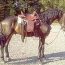 2-Year-Old Registered Friesian Cross Gelding for Sale in Omaha, ne
