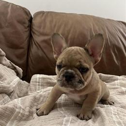 French Bulldog Puppies Available in Minneapolis, mn
