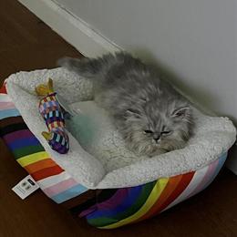 Persian Kitten Ready for New Home - 9 Weeks Old in Sterling Heights, mi